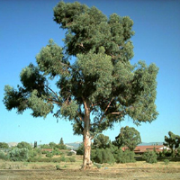 eucalyptus_trees