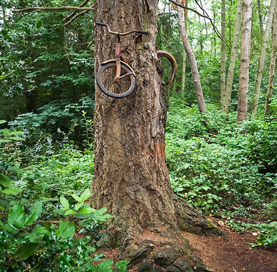 A bicycle inside a tree on Vashon Island, Washington.