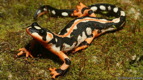 salamanderLorestan